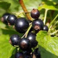 Fruit Seeds,Garden seeds, Seeds For Planting,Plant Seeds