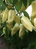 Vegetable Seeds,Garden seeds, Seeds For Planting,Plant Seeds