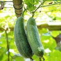 Vegetable Seeds,Garden seeds, Seeds For Planting,Plant Seeds