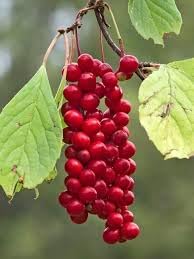 Fruit Seeds,Garden seeds, Seeds For Planting,Plant Seeds