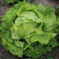 Vegetable Seeds,Garden seeds, Seeds For Planting,Plant Seeds