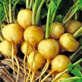 Vegetable Seeds,Garden seeds, Seeds For Planting,Plant Seeds