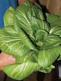 Vegetable Seeds,Garden seeds, Seeds For Planting,Plant Seeds
