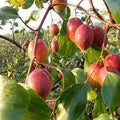 Fruit Seeds,Garden seeds, Seeds For Planting,Plant Seeds
