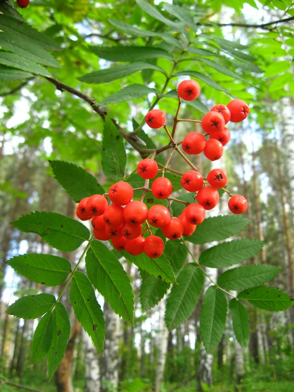 Red Sorbus Sibirica fruit seeds for planting – Heirloom & Non-GMO garden seeds for ornamental berry landscapes