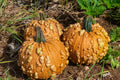 Knucklehead Pumpkin Seeds for Planting – Heirloom, Non-GMO, Unique Warty Decorative Pumpkin – High Germination