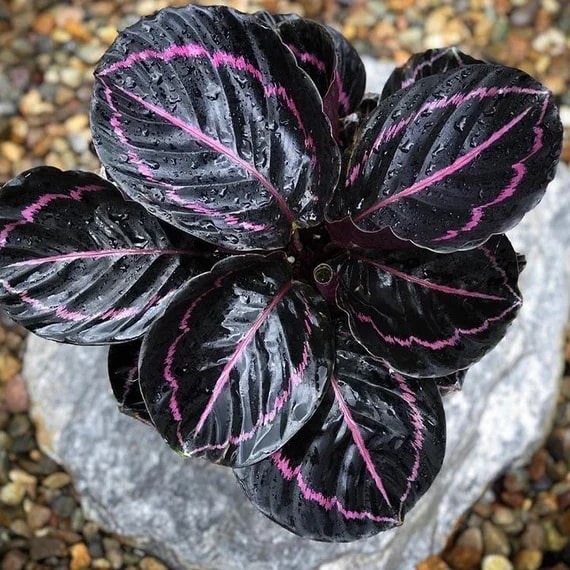 calathea plant seeds Black Calathea Flower Seeds for Planting