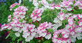 Flower Seeds, Seeds,Seeds For Planting,Plant Seeds