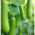 Vegetable Seeds,Garden seeds, Seeds For Planting,Plant Seeds