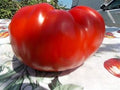 Vegetable Seeds,Garden seeds, Seeds For Planting,Plant Seeds
