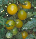 Vegetable Seeds,Garden seeds, Seeds For Planting,Plant Seeds