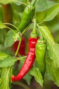 Vegetable Seeds,Garden seeds, Seeds For Planting,Plant Seeds