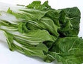 Vegetable Seeds,Garden seeds, Seeds For Planting,Plant Seeds