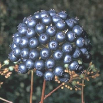 Fruit Seeds,Garden seeds, Seeds For Planting,Plant Seeds