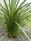 Vegetable Seeds,Garden seeds, Seeds For Planting,Plant Seeds
