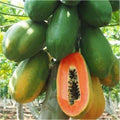 Fruit Seeds,Garden seeds, Seeds For Planting,Plant Seeds