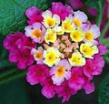 Flower Seeds, Seeds,Seeds For Planting,Plant Seeds