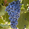 Fruit Seeds,Garden seeds, Seeds For Planting,Plant Seeds