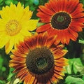 Flower Seeds, Seeds,Seeds For Planting,Plant Seeds