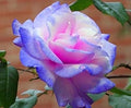 Flower Seeds, Seeds,Seeds For Planting,Plant Seeds