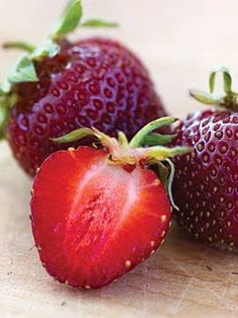 berry seeds for planting Burgundy Strawberry Fruit Seeds for Planting – Heirloom Non-GMO Rich F –  Earthechoseeds
