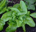 Vegetable Seeds,Garden seeds, Seeds For Planting,Plant Seeds