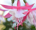 Flower Seeds, Seeds,Seeds For Planting,Plant Seeds