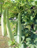 Vegetable Seeds,Garden seeds, Seeds For Planting,Plant Seeds