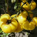 Vegetable Seeds,Garden seeds, Seeds For Planting,Plant Seeds