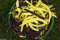 Vegetable Seeds,Garden seeds, Seeds For Planting,Plant Seeds