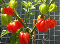 Vegetable Seeds,Garden seeds, Seeds For Planting,Plant Seeds