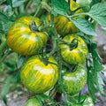 Vegetable Seeds,Garden seeds, Seeds For Planting,Plant Seeds