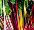 Vegetable Seeds,Garden seeds, Seeds For Planting,Plant Seeds