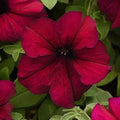 Flower Seeds, Seeds,Seeds For Planting,Plant Seeds
