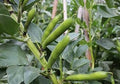 Vegetable Seeds,Garden seeds, Seeds For Planting,Plant Seeds