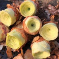 Flower Seeds, Seeds,Seeds For Planting,Plant Seeds