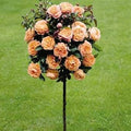 Flower Seeds, Seeds,Seeds For Planting,Plant Seeds