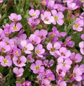 Flower Seeds, Seeds,Seeds For Planting,Plant Seeds