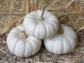 Vegetable Seeds,Garden seeds, Seeds For Planting,Plant Seeds