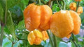 Vegetable Seeds,Garden seeds, Seeds For Planting,Plant Seeds