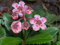 Flower Seeds, Seeds,Seeds For Planting,Plant Seeds