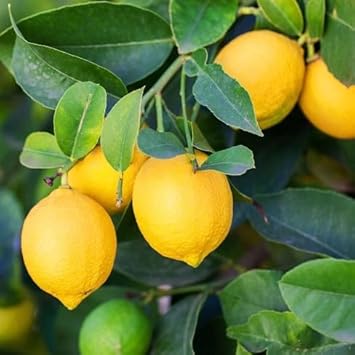 Fruit Seeds,Garden seeds, Seeds For Planting,Plant Seeds
