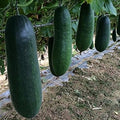 Vegetable Seeds,Garden seeds, Seeds For Planting,Plant Seeds