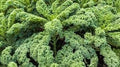 Vegetable Seeds,Garden seeds, Seeds For Planting,Plant Seeds