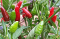 Vegetable Seeds,Garden seeds, Seeds For Planting,Plant Seeds