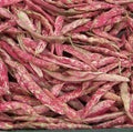 Vegetable Seeds,Garden seeds, Seeds For Planting,Plant Seeds