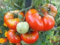 Vegetable Seeds,Garden seeds, Seeds For Planting,Plant Seeds