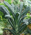 Vegetable Seeds,Garden seeds, Seeds For Planting,Plant Seeds