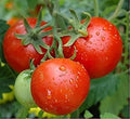 Vegetable Seeds,Garden seeds, Seeds For Planting,Plant Seeds