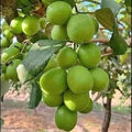 Fruit Seeds,Garden seeds, Seeds For Planting,Plant Seeds